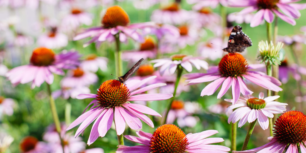 système immunitaire: plantes médicinales stimulent le système immunitaire